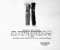 Pezicula frangulae image
